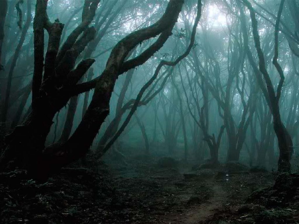 Rodada de terror nocturna en el bosque del Ajusco