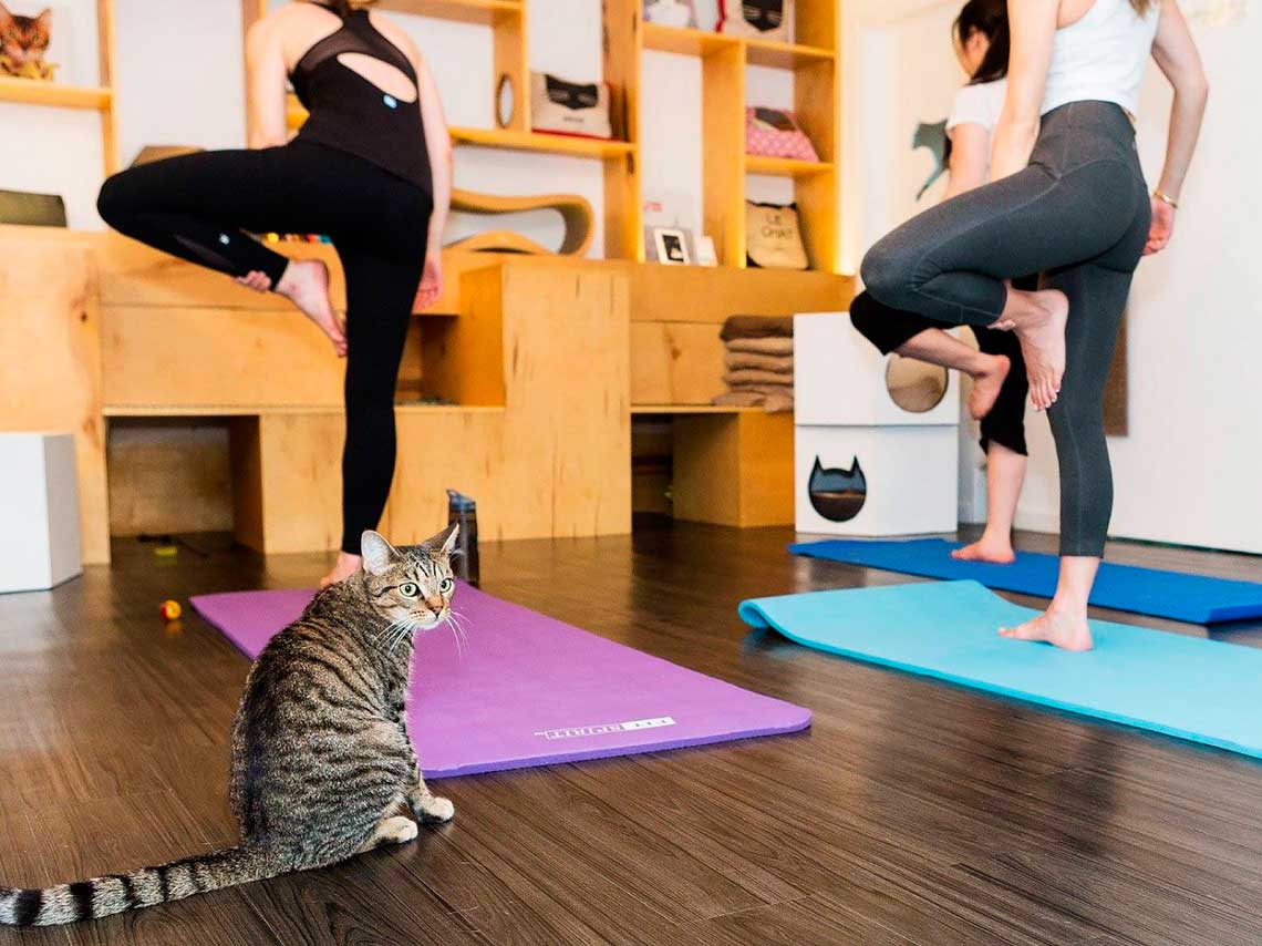 Clases de yoga con gatos en Catfecito, ¡y con cerveza!