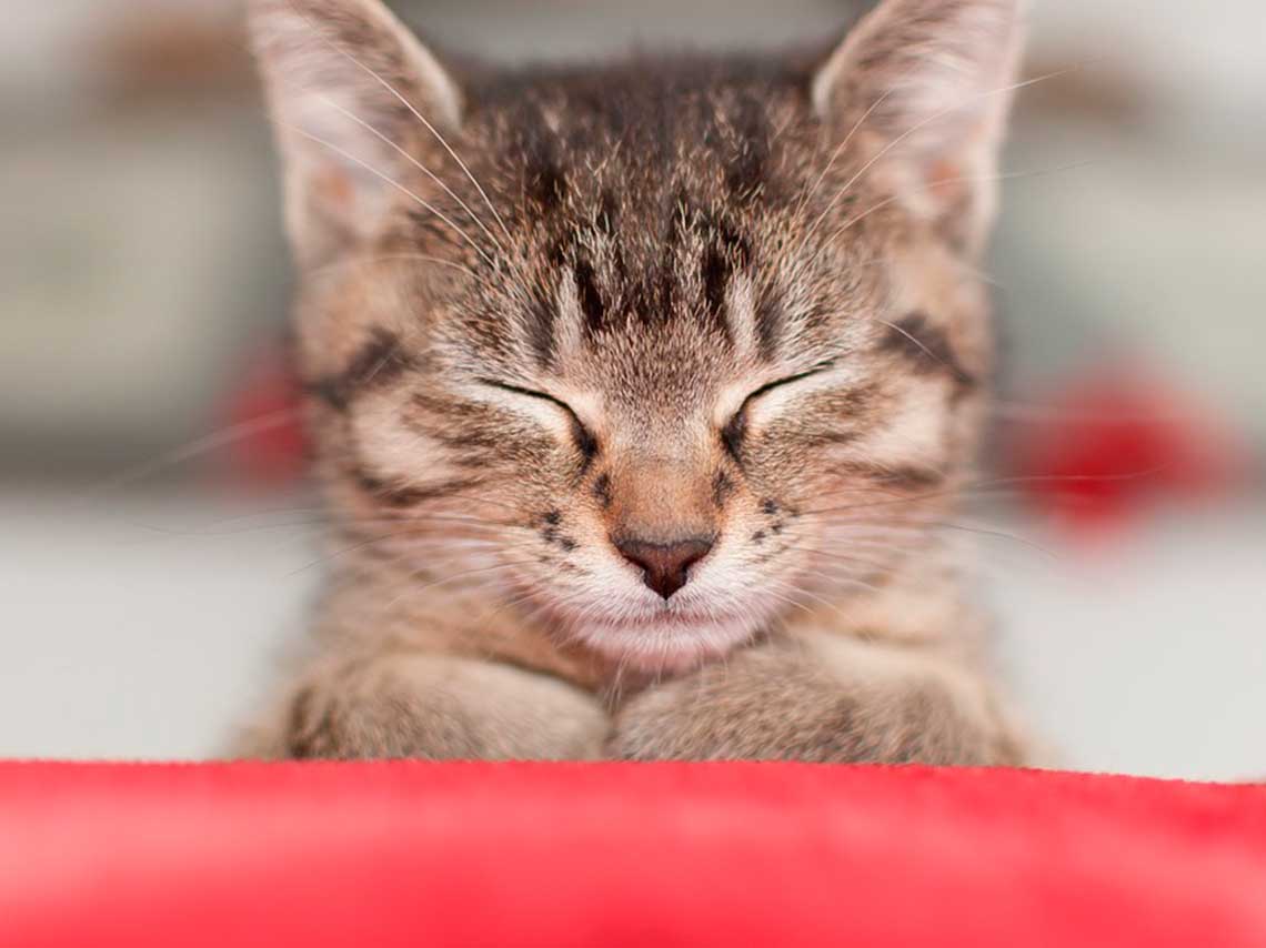 Clases de yoga con gatos en Catfecito, ¡y con cerveza! 0