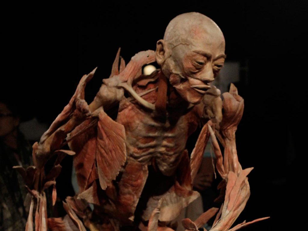 Our Body, la expo del cuerpo humano