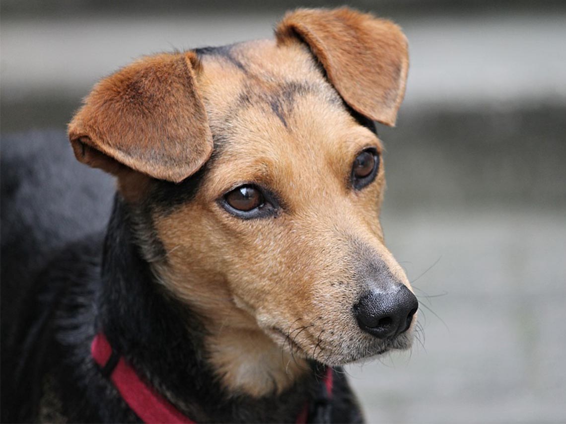 Feria de la adopción canina