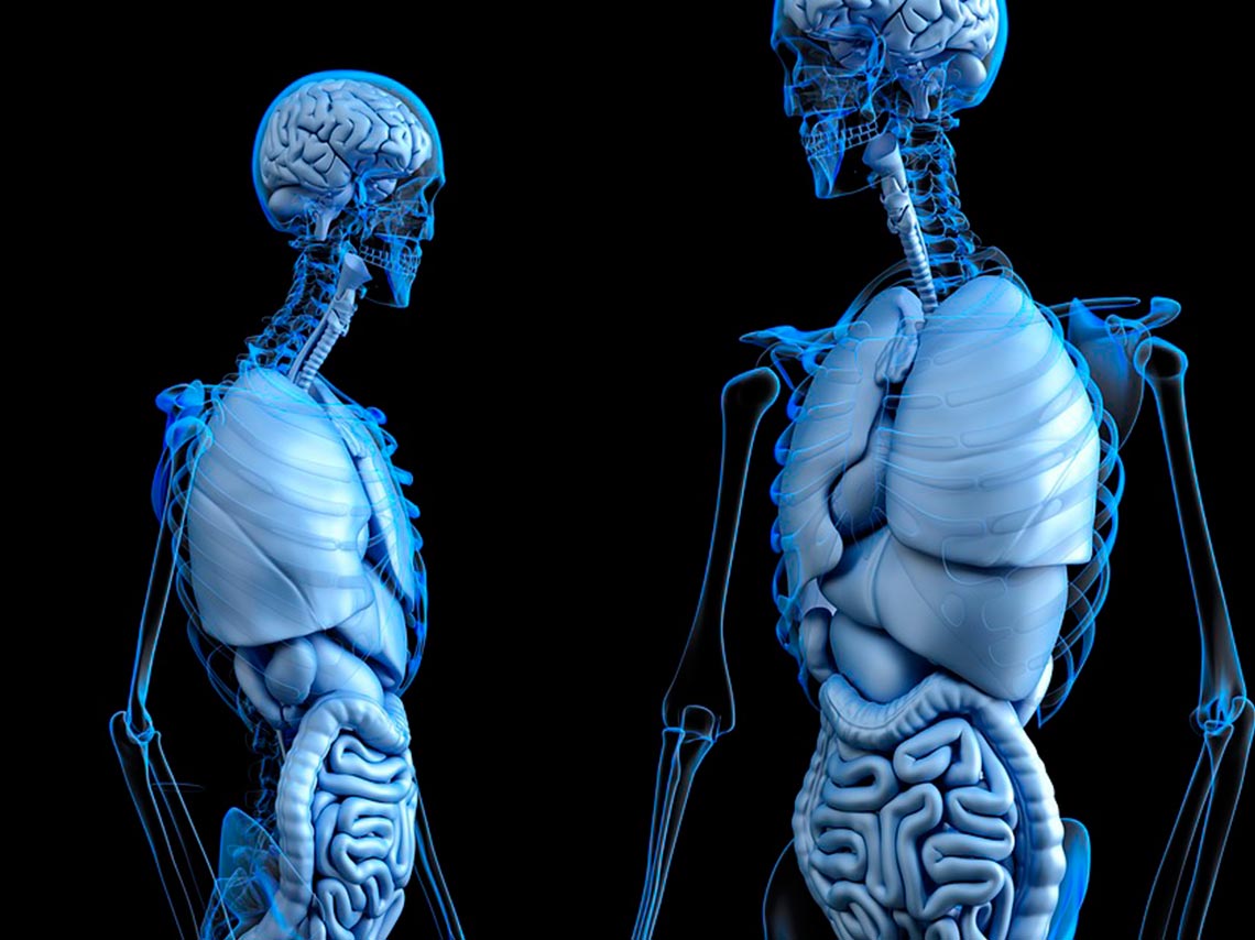 our-body-la-expo-del-cuerpo-humano-con-150-organos-12