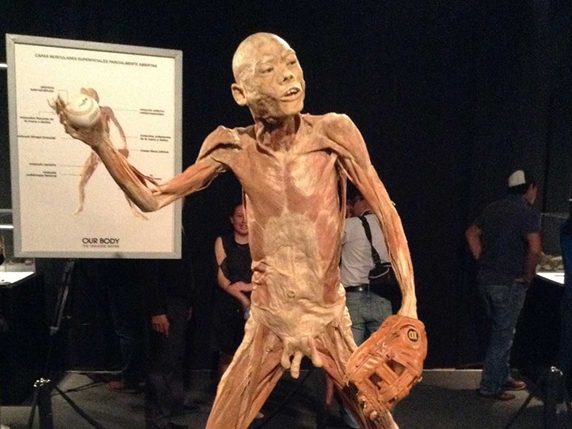 Our Body: la expo del cuerpo humano ¡con 150 órganos! 0