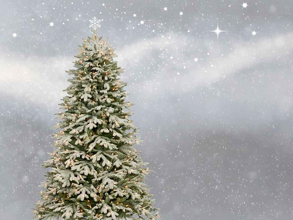 renta-de-arboles-de-navidad-en-cdmx-te-los-dan-en-maceta-02