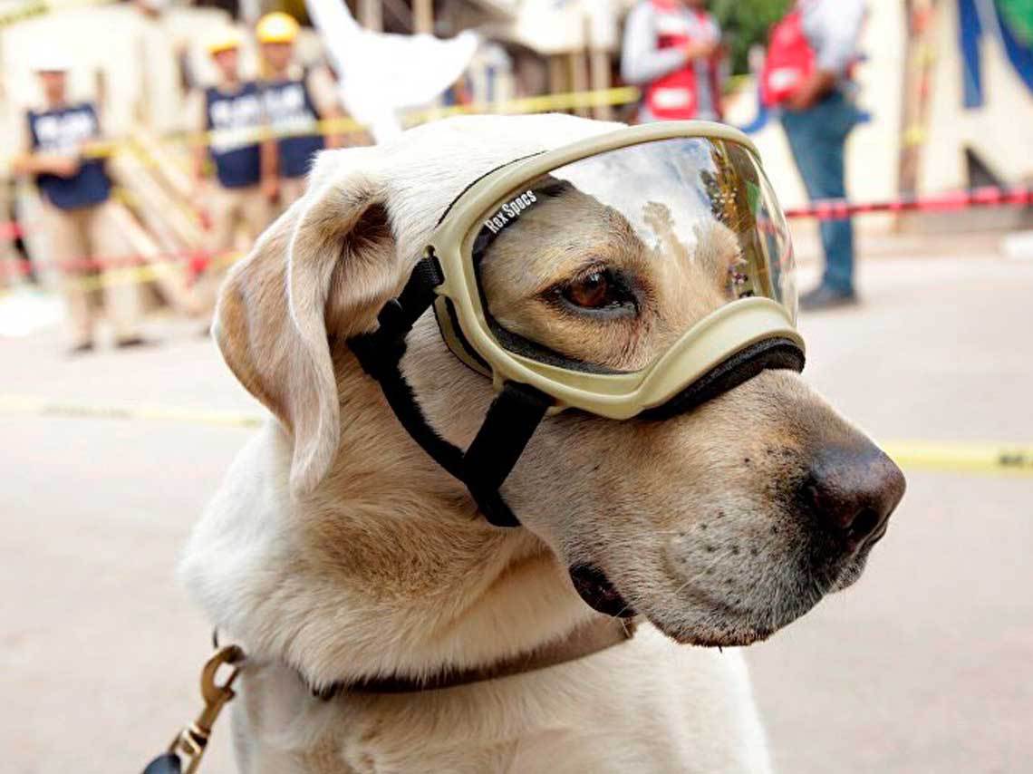 Veterinaria Frida, la clínica para mascotas en Coyoacán