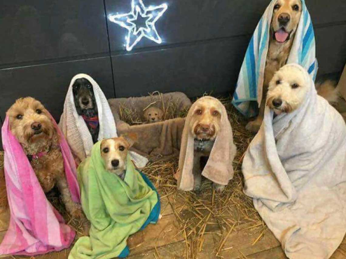 Rosca de Reyes para perros en CDMX ¡estarán los Reyes Magos! 0