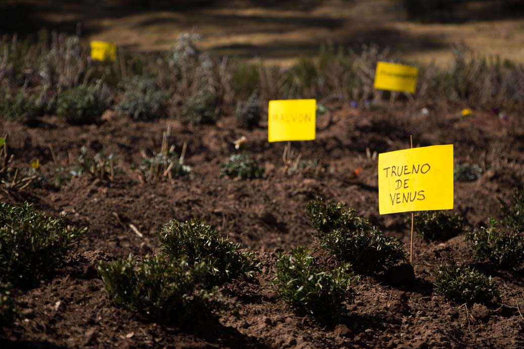 Aliados protegen la Ruta Monarca 0