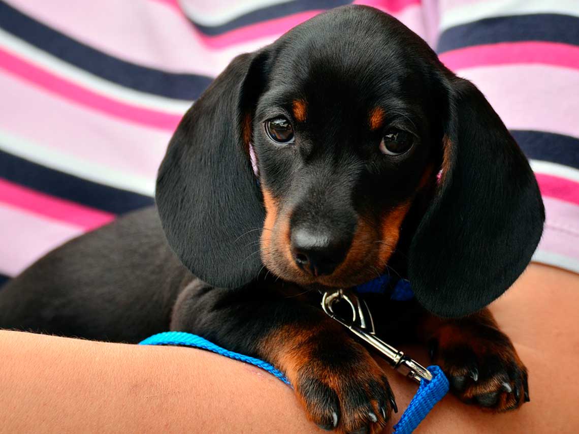 Can Fest 2018: carrera, esterilización, y gym canino