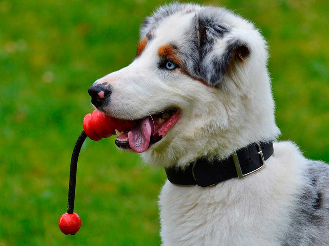 Can Fest 2018: carrera, esterilización, y gym canino 4