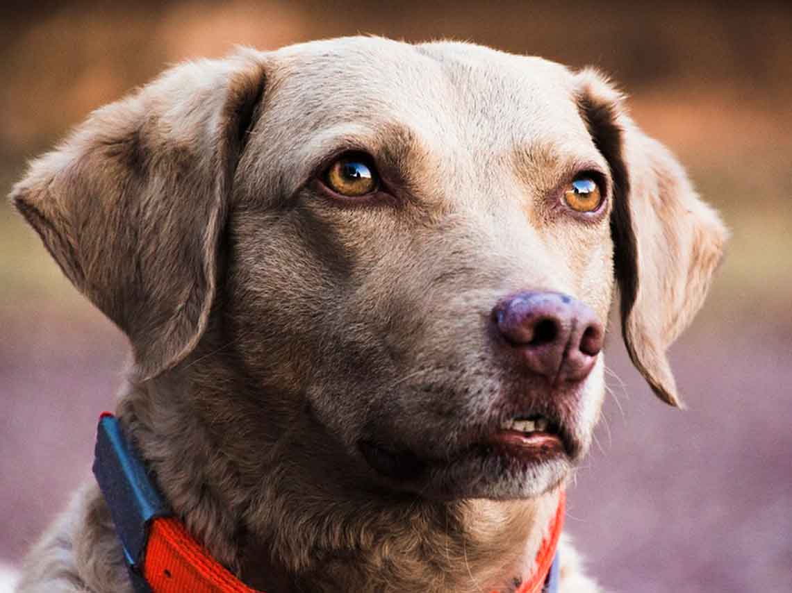 Can Fest 2018: carrera, esterilización, y gym canino 1