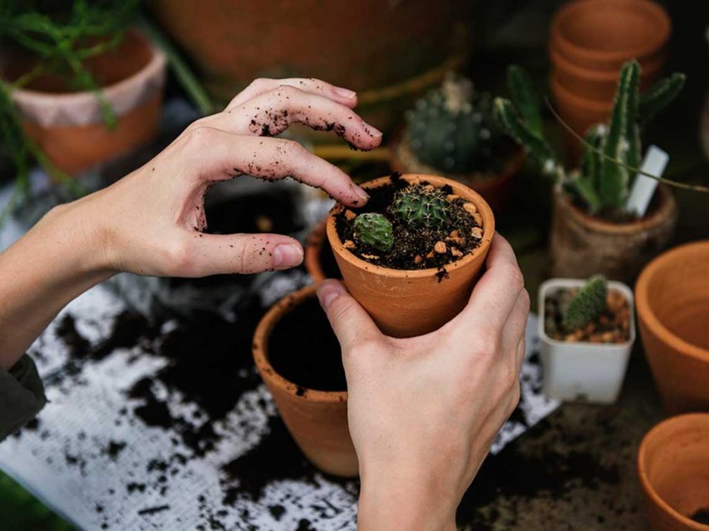 dónde comprar las mejores plantas