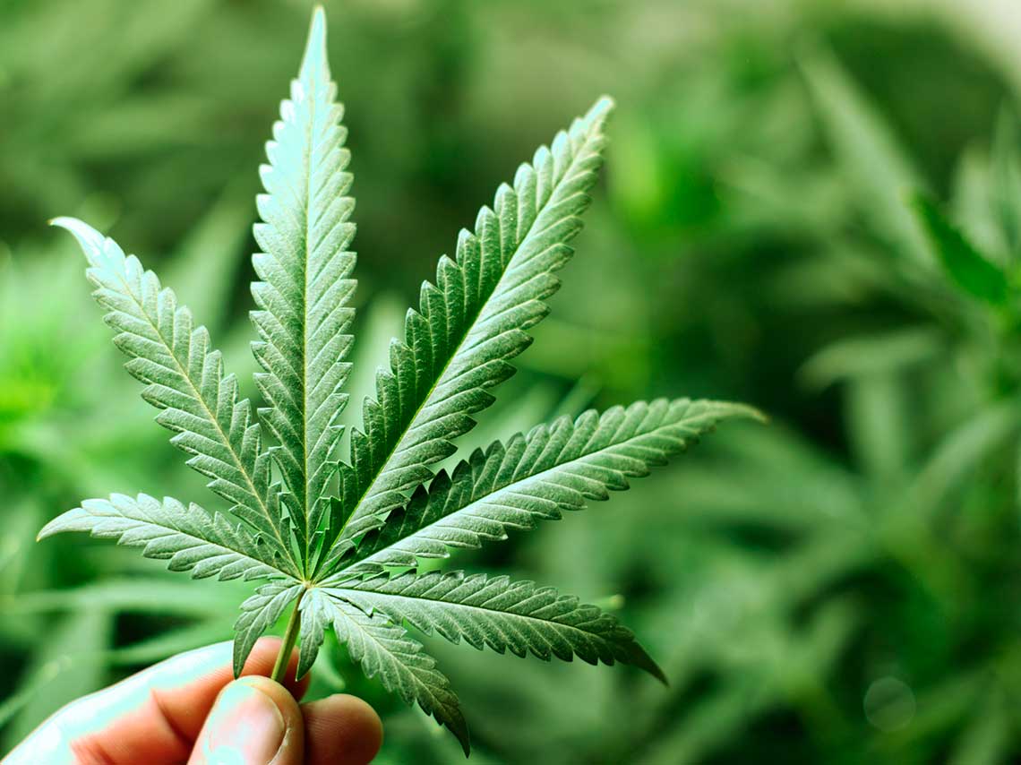 Expo Weed 2018 en CDMX: conoce los usos de la marihuana