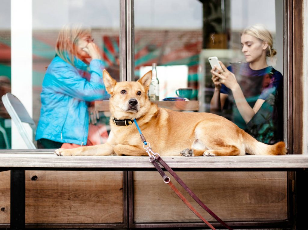 restaurantes-pet-friendly-en-cdmx-come-con-tu-perro