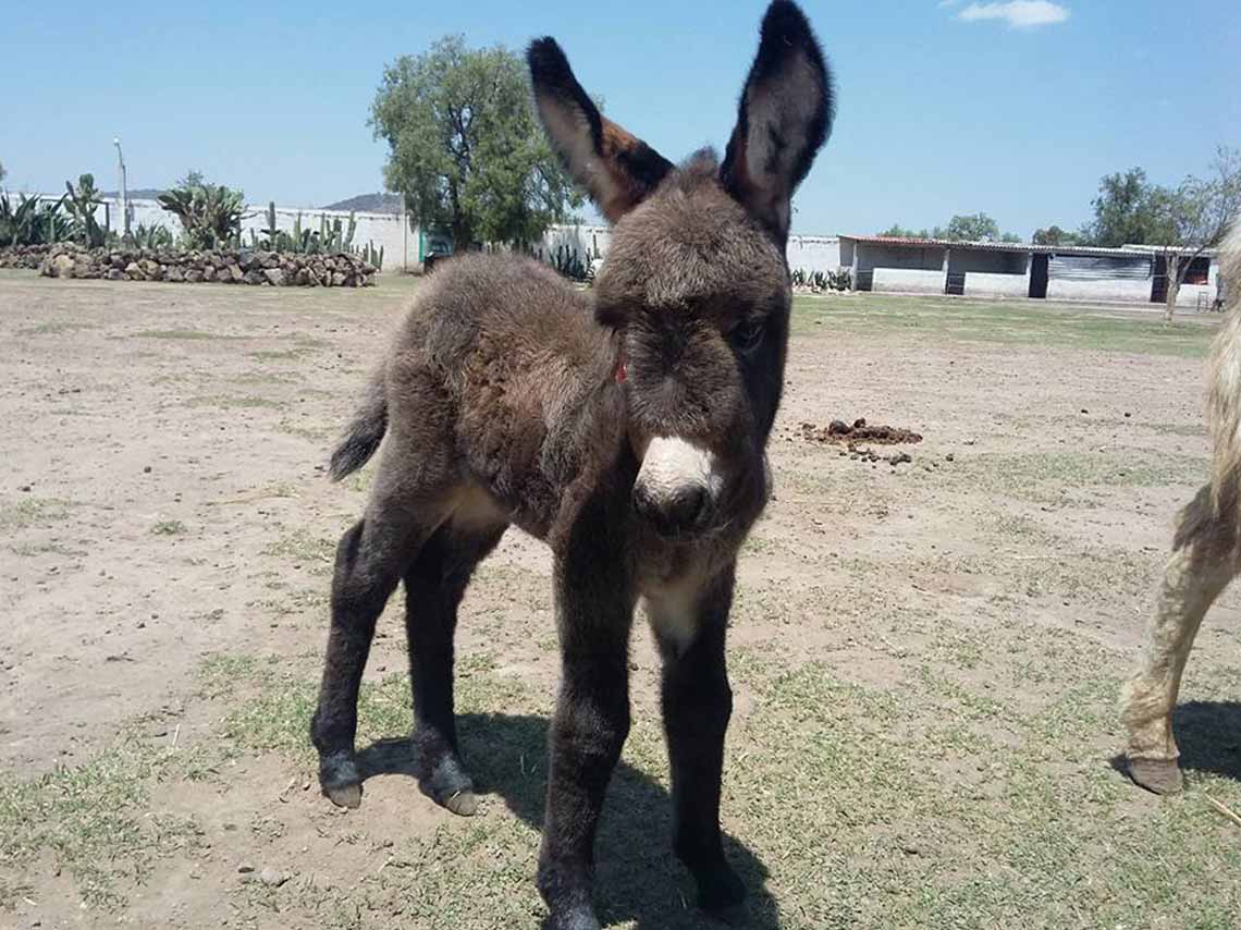 Burrolandia: Vive un tour con burros en Teotihuacán 2