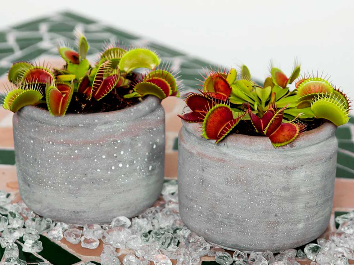 Bazar de plantas carnívoras en CDMX,