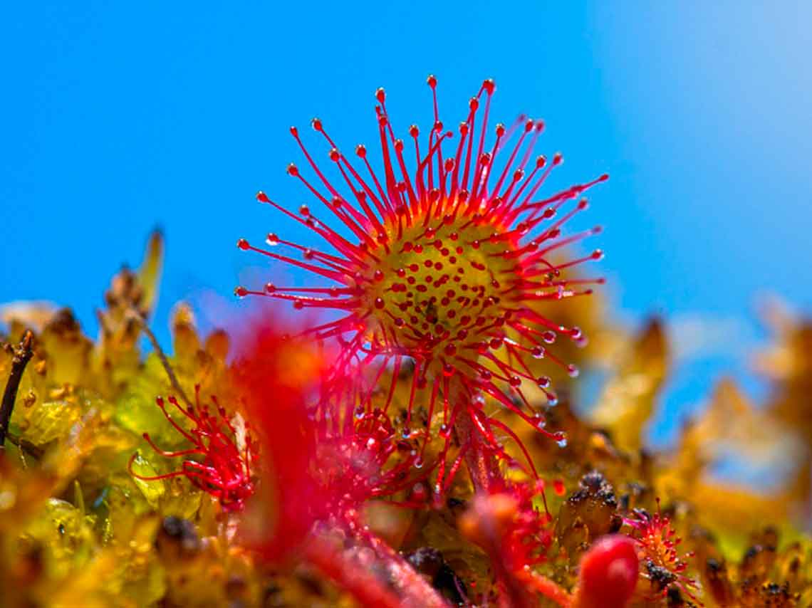 Bazar de plantas carnívoras en CDMX ¡Conoce sobre ellas! 2