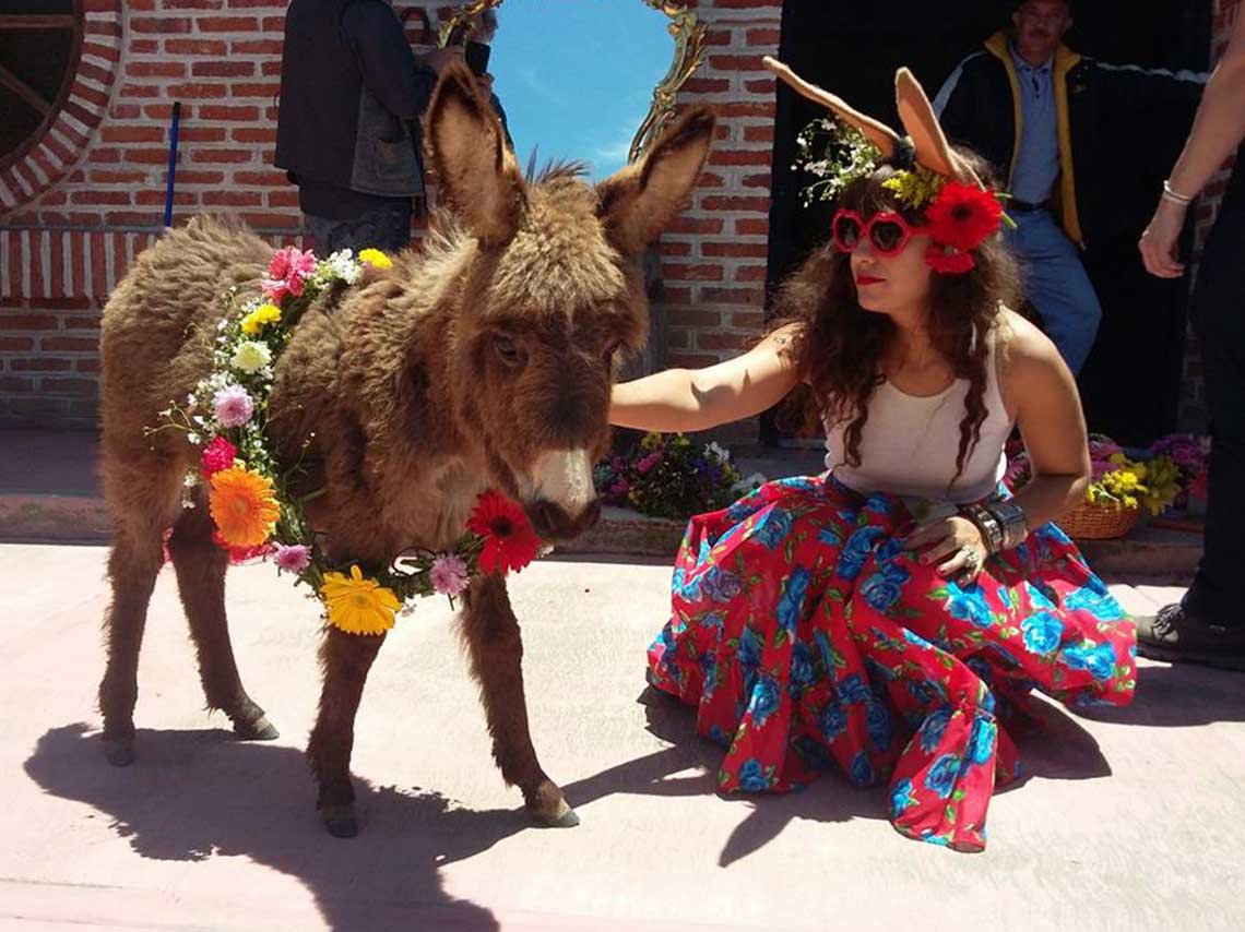 Burrolandia: Vive un tour con burros en Teotihuacán 1