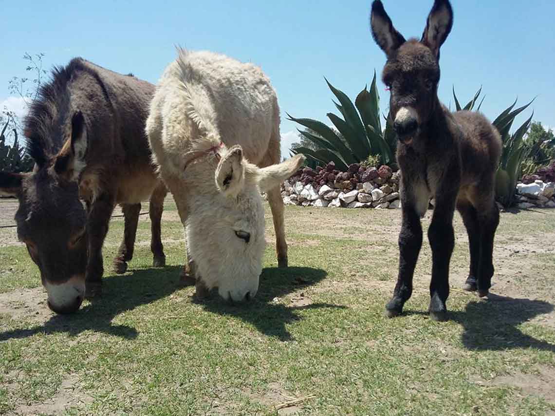 Burrolandia: Vive un tour con burros en Teotihuacán 3