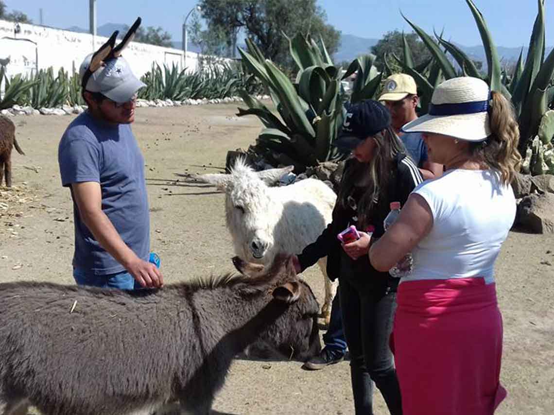 Burrolandia: Vive un tour con burros en Teotihuacán 5