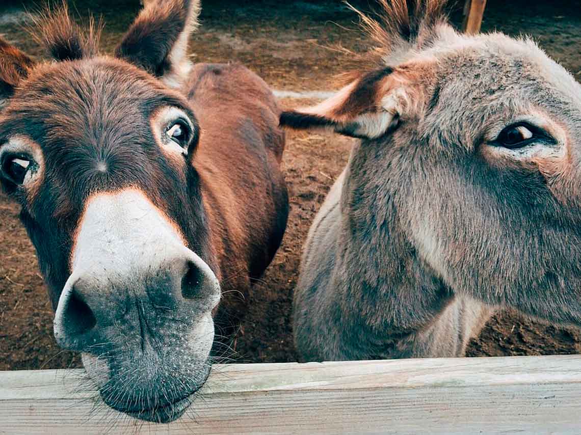 Burrolandia: Vive un tour con burros en Teotihuacán