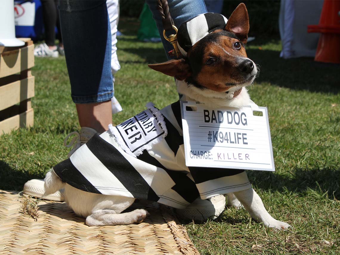 Dog Lovers: El divertido evento para los amigos perrunos y sus humanos