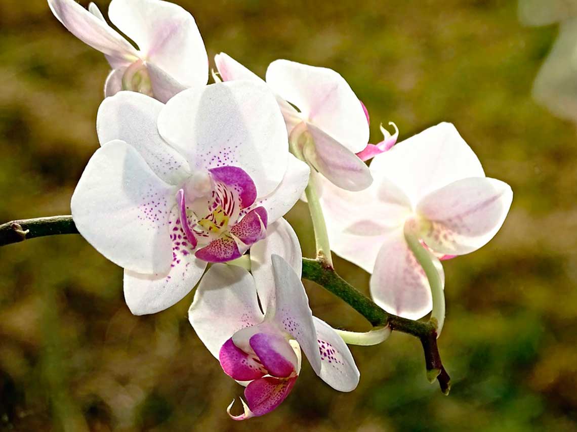 Feria de las Orquídeas 2018 en Veracruz ¡10 mil flores!