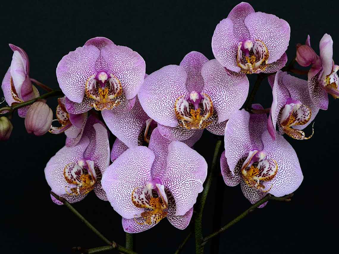 Feria de las Orquídeas 2018 en Veracruz ¡10 mil flores! 4