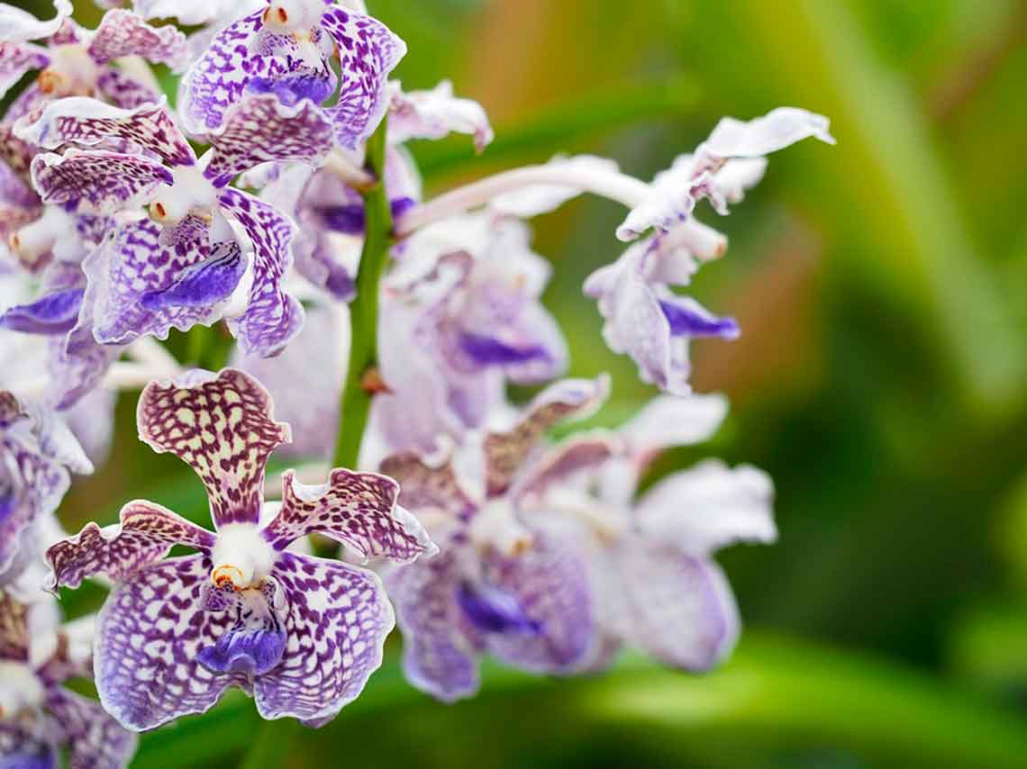 Feria de las Orquídeas 2018 en Veracruz ¡10 mil flores! 3