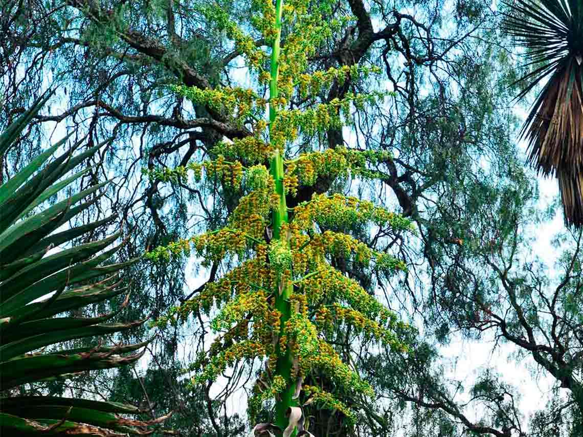 ehuizote en el Jardín Botánico