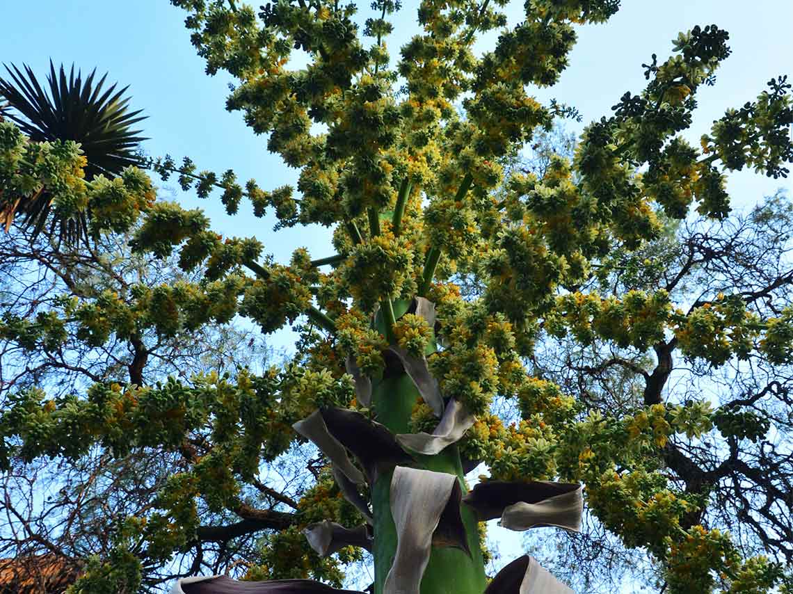 ehuizote en el Jardín Botánico