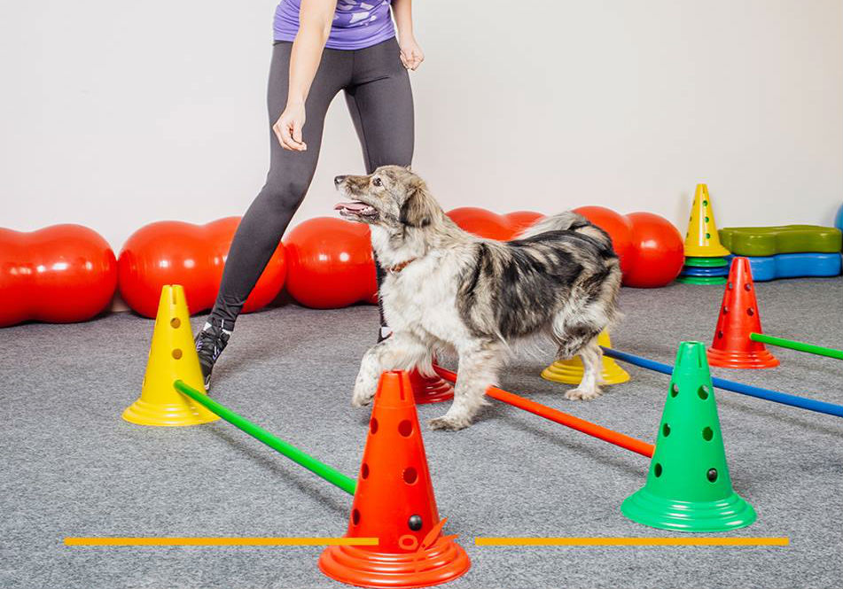 Gimnasios para perros 