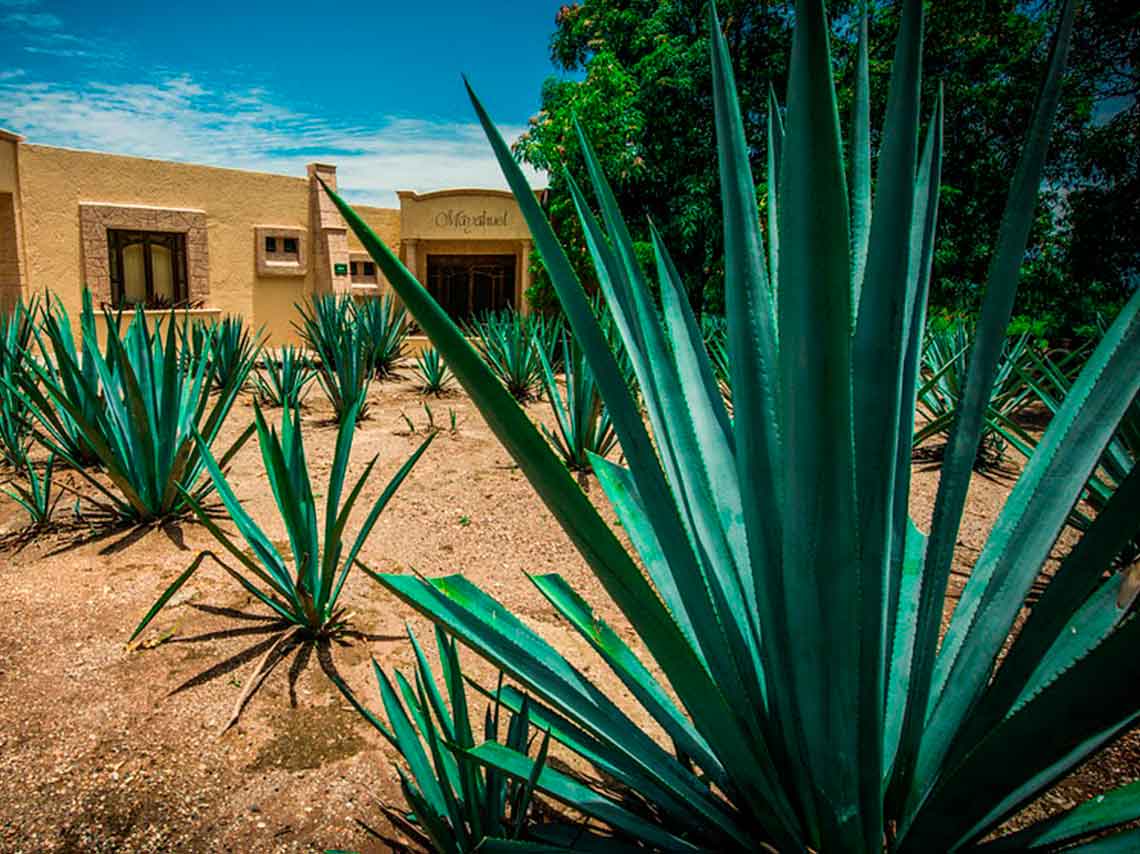 La Cofradía: el hotel en medio de una fábrica de tequila 3