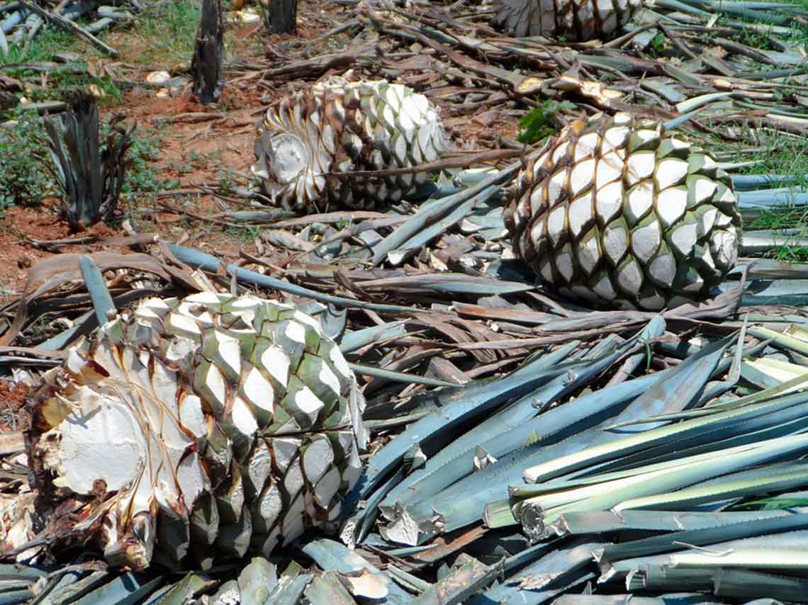 La Cofradía: el hotel en medio de una fábrica de tequila 4