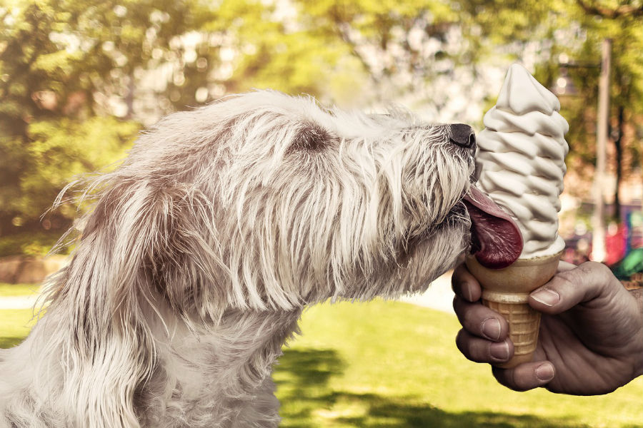 Helado y cerveza para perros