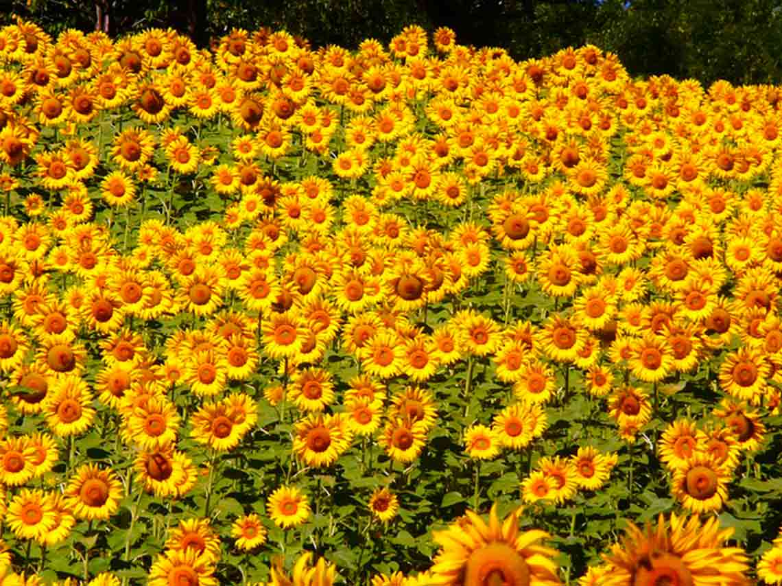 Visita el Santuario de los Girasoles en Tabasco gratis 2