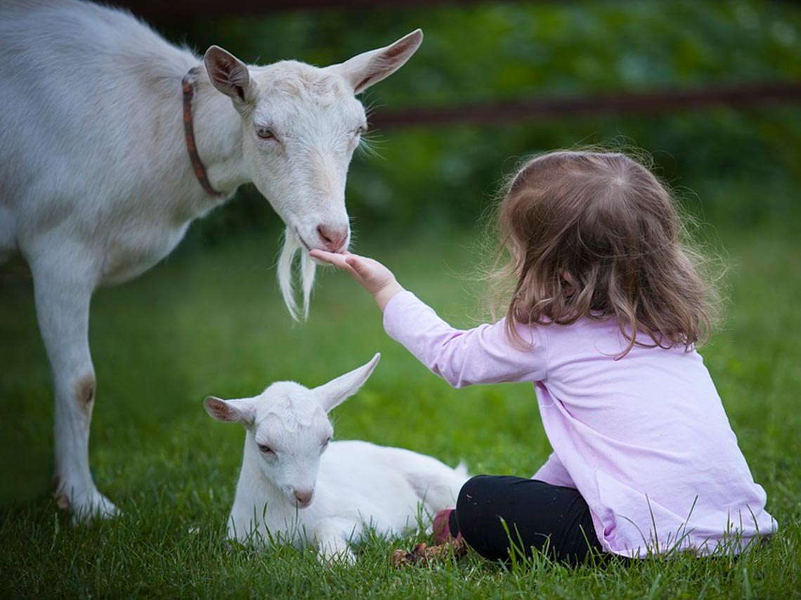 Actividades para el día del niño 2018 en CDMX niña con cabras