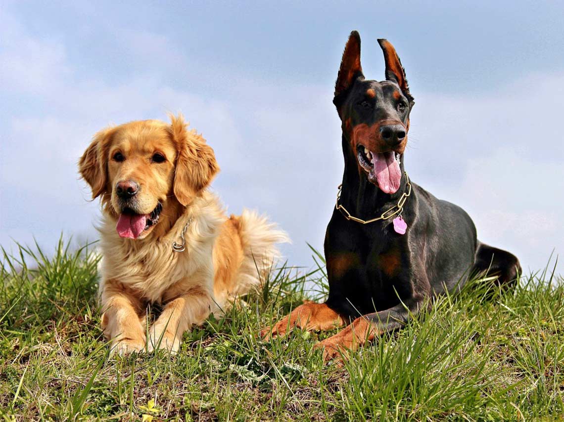 ¡De pelos! Vive con tu mascota el Día Canino en Xochitla