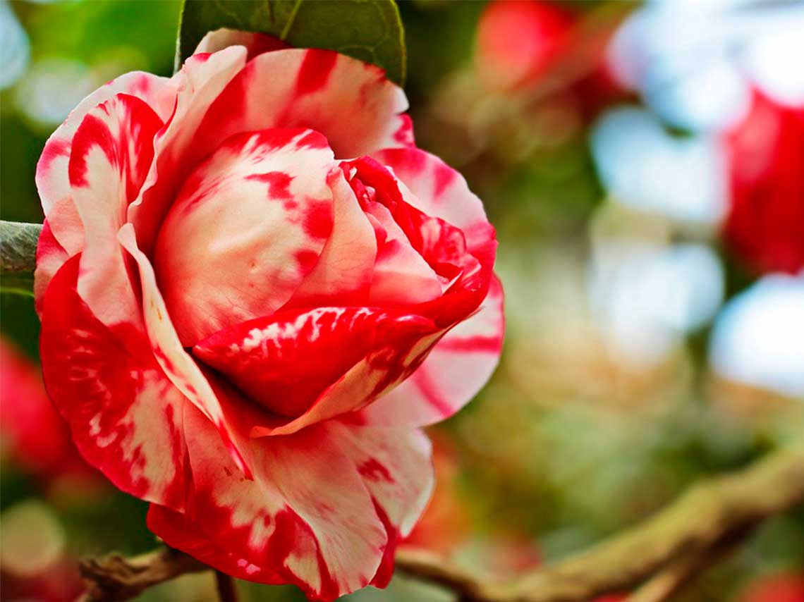 Día Nacional de los jardines botánicos 2018 flor roja