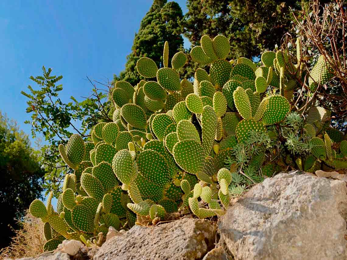 Día Nacional de los jardines botánicos 2018 cactus