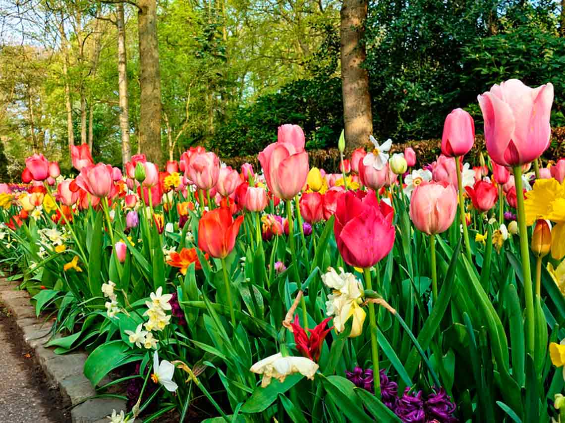 Día Nacional de los jardines botánicos 2018 jardin de flores