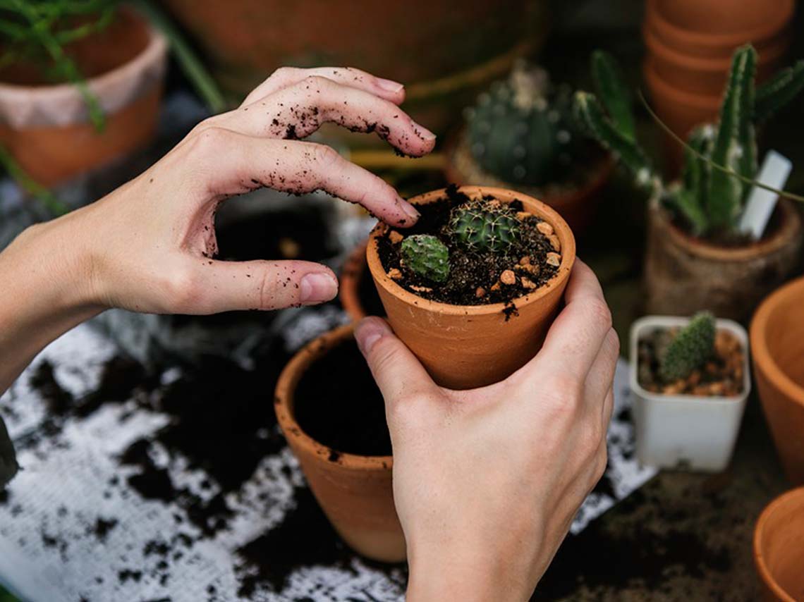 Día Nacional de los jardines botánicos 2018 planta en maceta