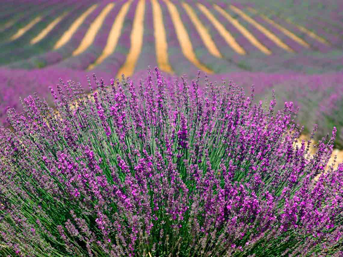 Dónde visitar campos de lavanda en México con recorrido