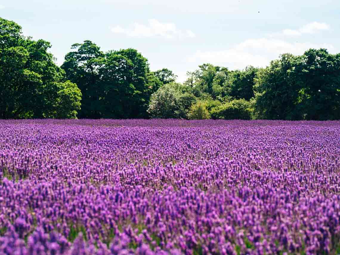 donde-visitar-campos-de-lavanda-en-mexico-02