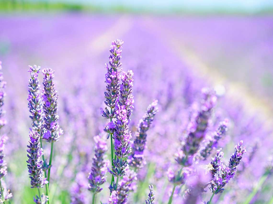 Dónde visitar campos de lavanda en México con recorrido 0