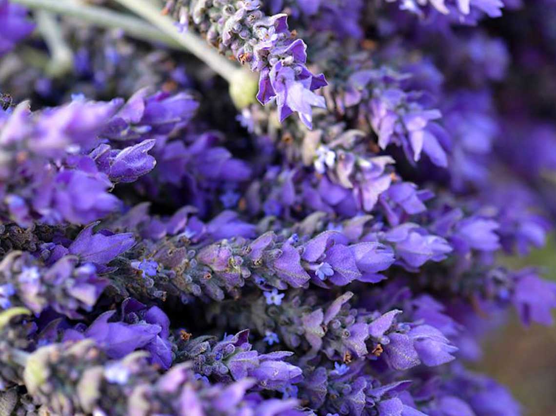 Dónde visitar campos de lavanda en México con recorrido 2