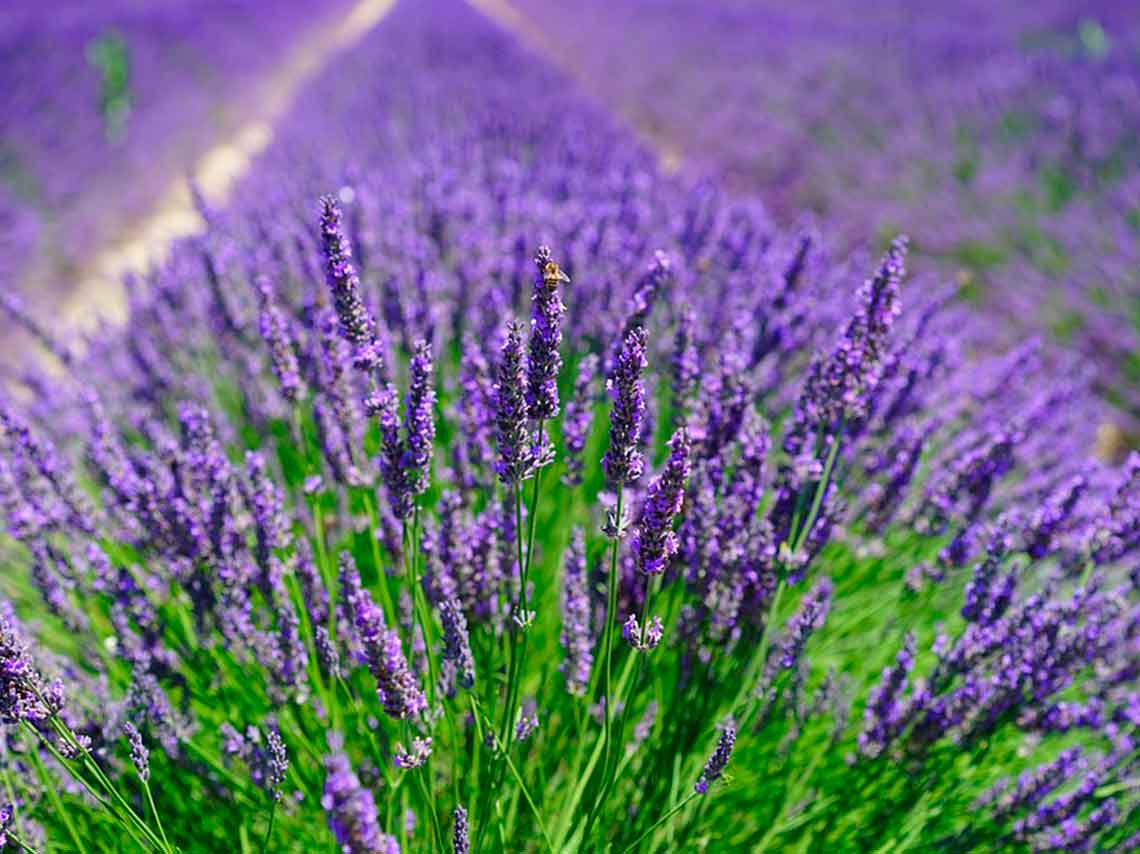 Dónde visitar campos de lavanda en México con recorrido 1