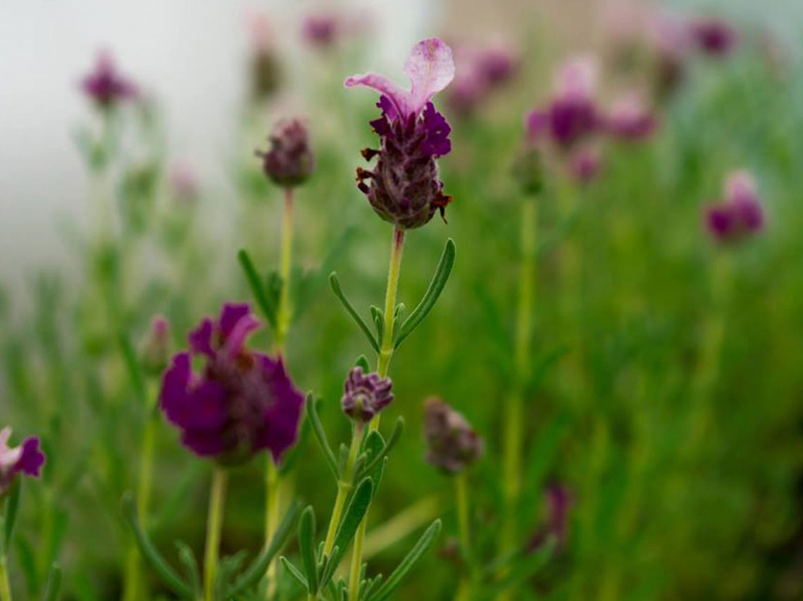 Dónde visitar campos de lavanda en México con recorrido 6