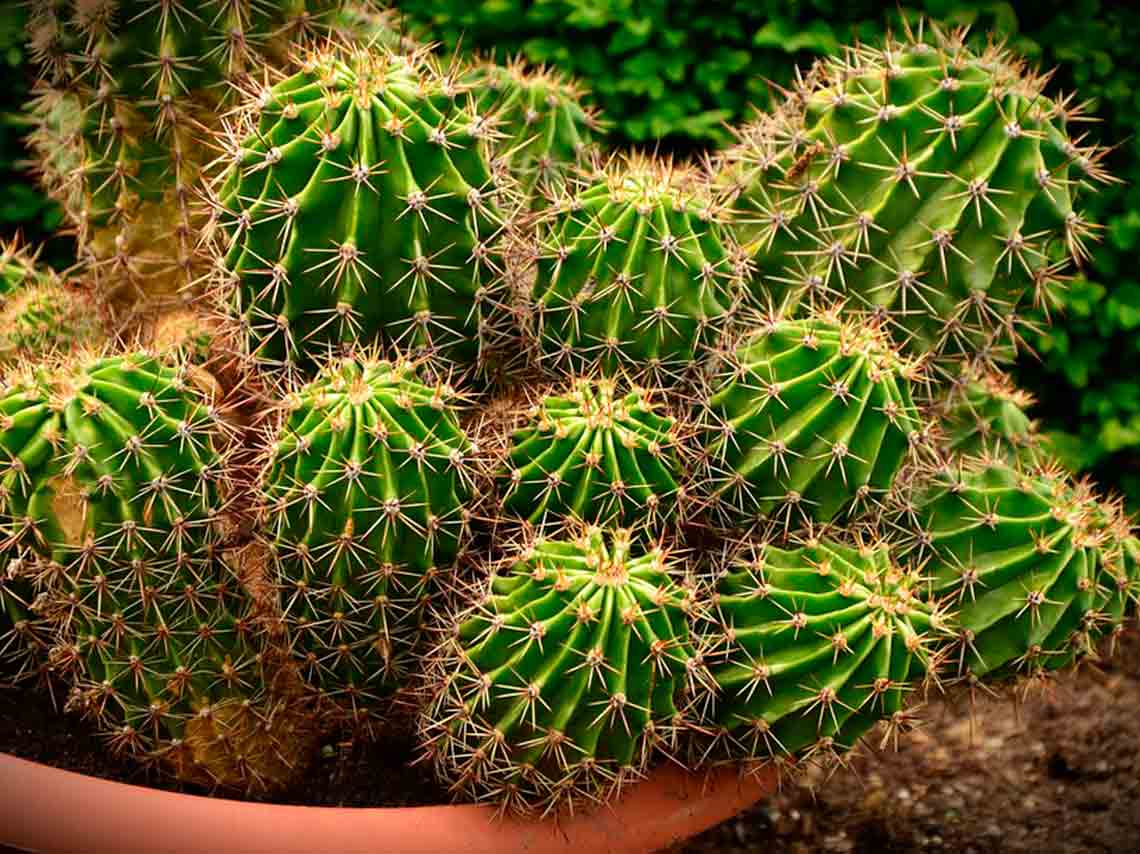 cactaceas del Festival Cultural y Gastronómico de las cactáceas