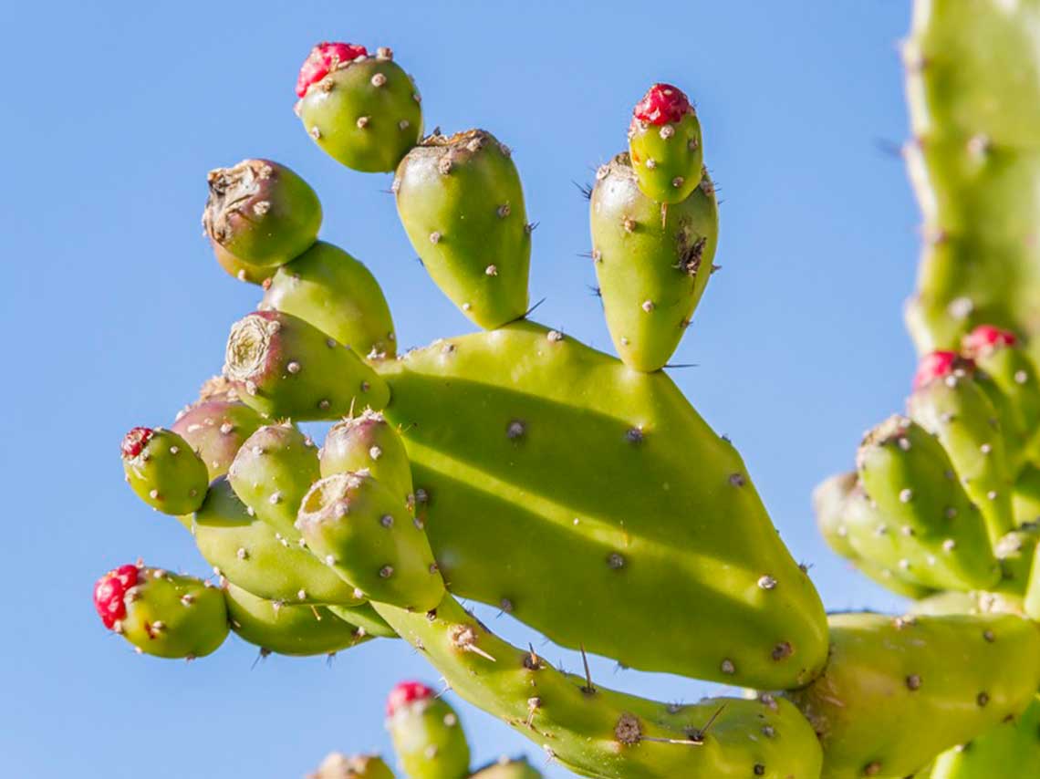 cactus del Festival Cultural y Gastronómico de las cactáceas