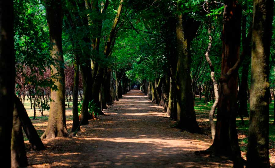 Parques perfectos para hacer un picnic ¡cerca de CDMX!